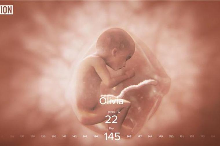 Live Action's new website on the development of a child through pregnancy, windowtothewomb.app.
