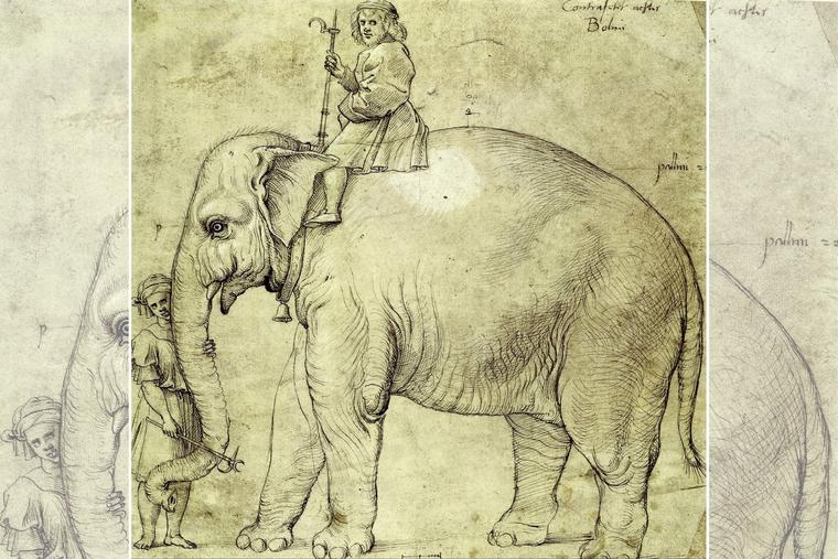 Raphael, “The Elephant Hanno,” 1516