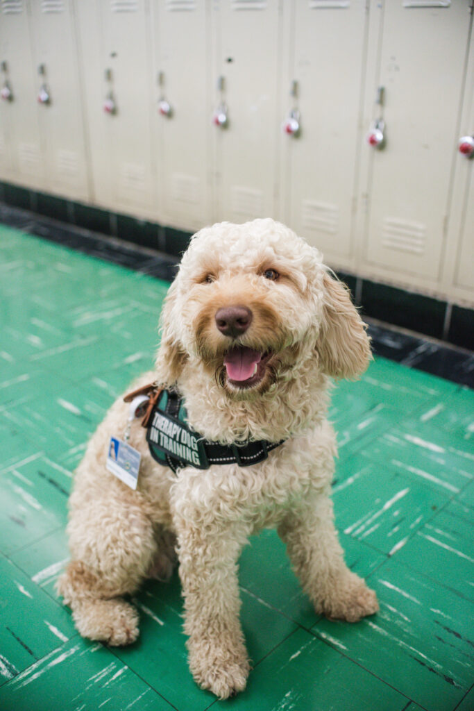 Pat the Therapy Dog portrait