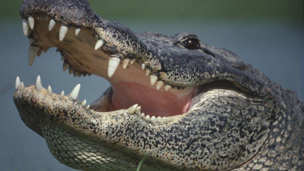 Florida Offers ‘Alligator Alcatraz’ To House Illegal Aliens