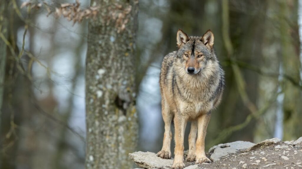 USDA Uses Movie Clip Of Marital Spat To Scare Wolves Away