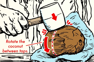 Opening a Coconut in the Wild With or Without Tools