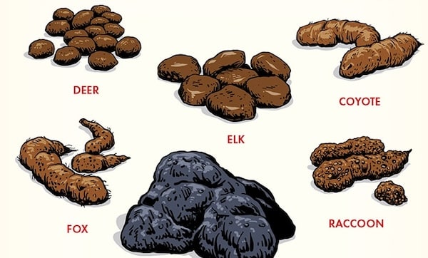 A Field Guide to Animal Scat