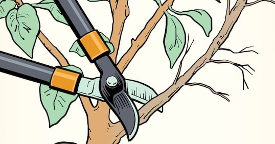 The Right Way to Trim Bushes and Shrubs