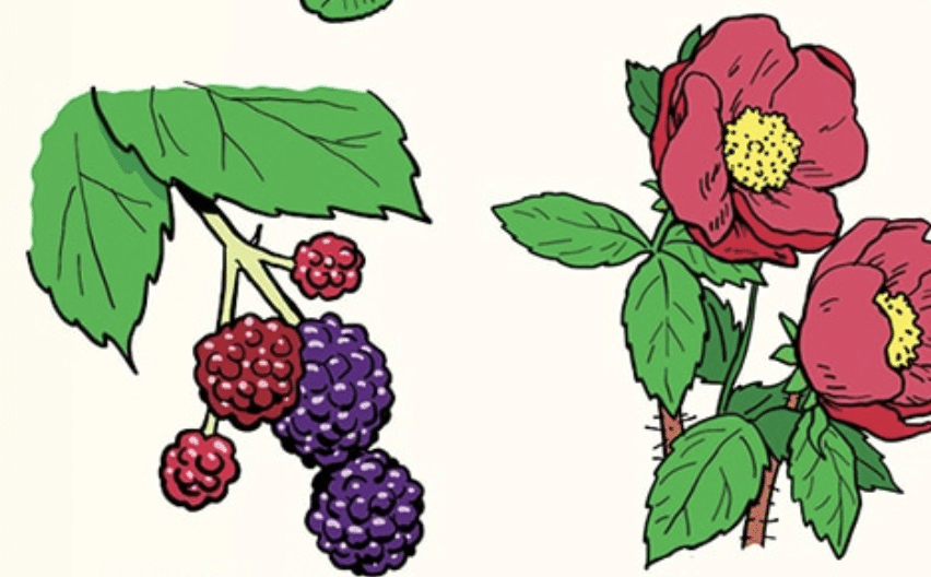 A Field Guide to Common Edible Plants