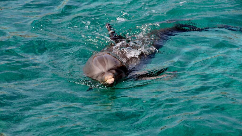 ‘Kamikaze Dolphins’? The Daily Wire Asks Trump Admin What Everyone Wants To Know