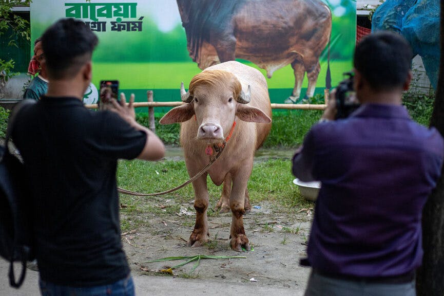 This Trump-Looking Buffalo Is Taking Over The Internet