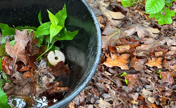 Eliminate Mosquitoes with the Power of the Mosquito Bucket