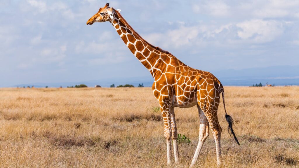 The Internet’s Favorite Giraffe Has Been Found