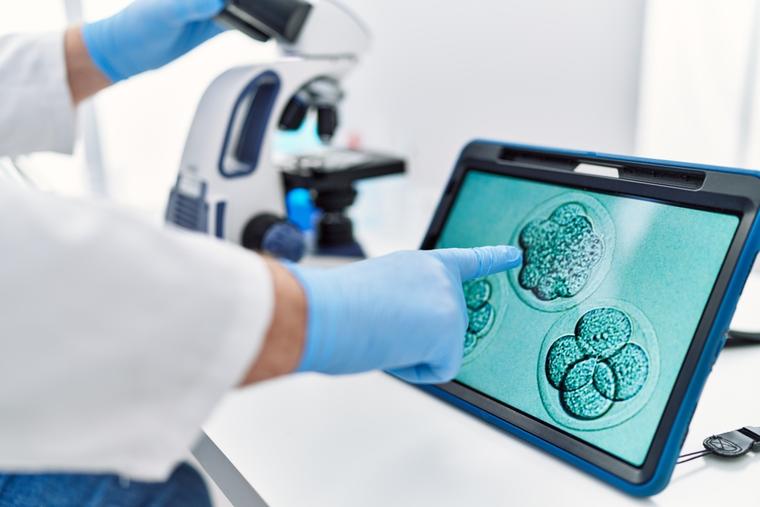 A scientist looks at an embryology image touchpad at a laboratory.