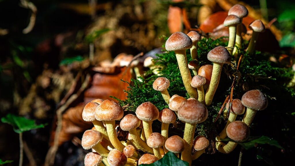 Bad Trip? Lawsuit Says ‘Magic Mushroom’ Therapy Ended In 4-Story Fall