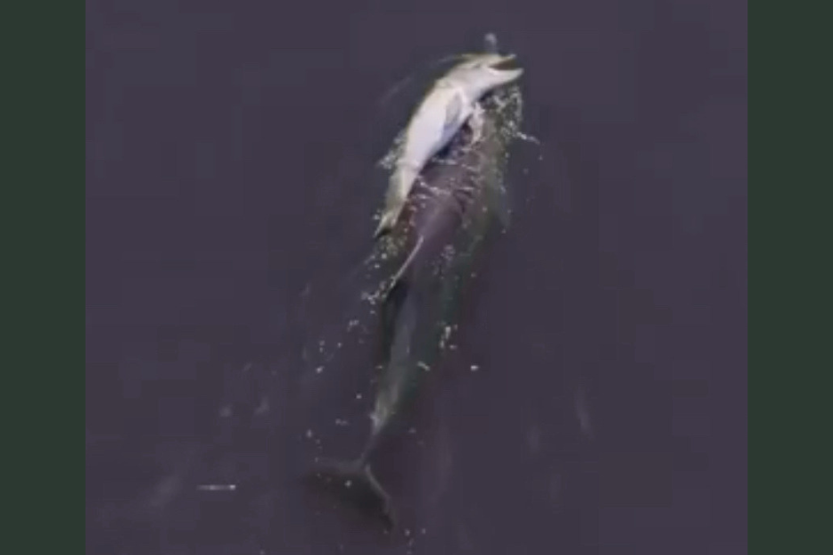 dolphin calf